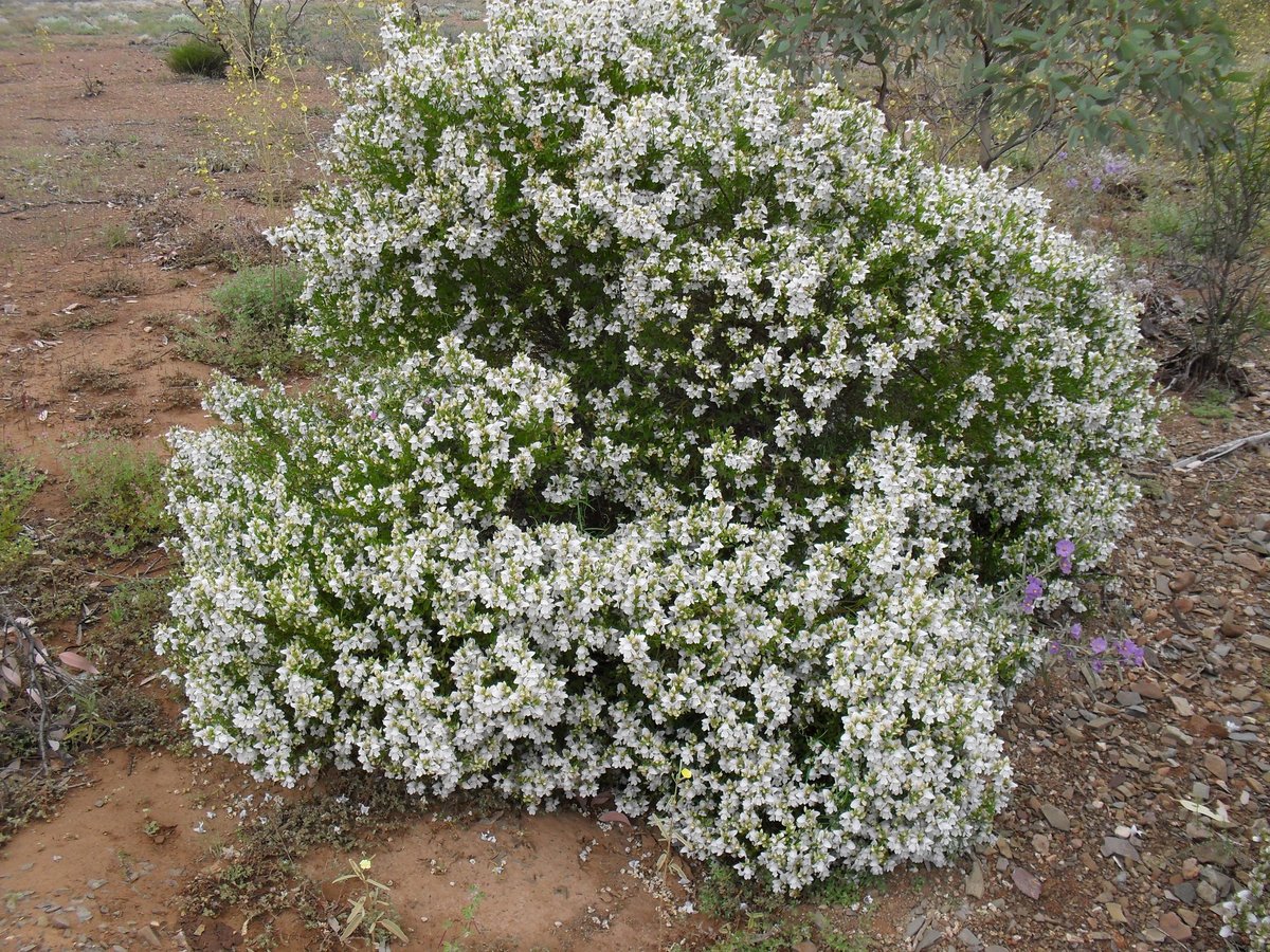 Prostranthera striatiflora